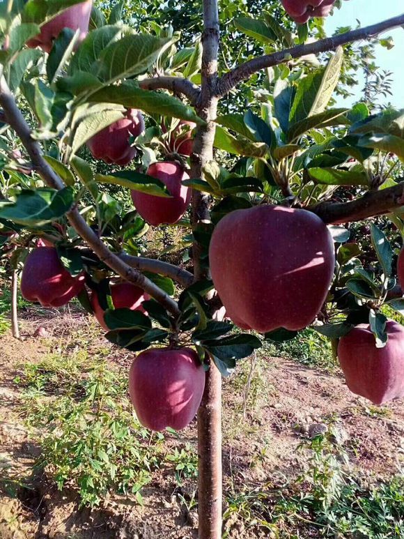 开云电竞app下载安装