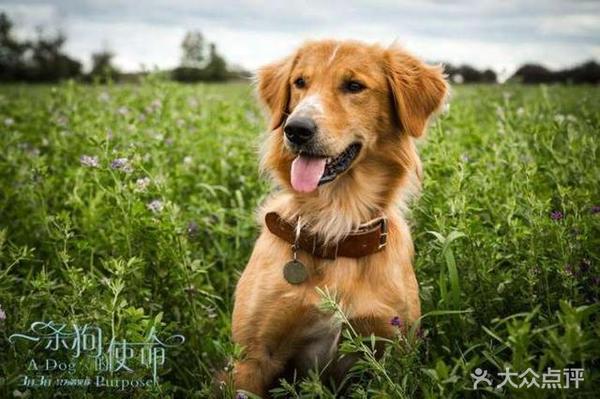 开云电竞:魔兽世界莫诺瑞根奔跑日怎么玩 莫诺瑞根奔跑日介绍(图4) 开云电竞app下载安装